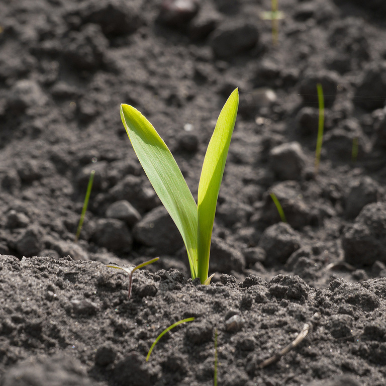 rain falling on a freshly planted field at sunrise